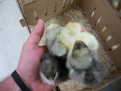 White Plymouth Rock chicks at Cackle Hatchery® come from white to dark smoky shades.