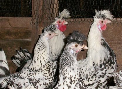 Silver Spangled Appenzeller Spitzhauben Chickens