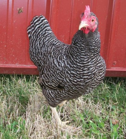 Barred Rock Bantam