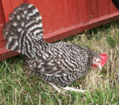 Barred Old English Game Bantams