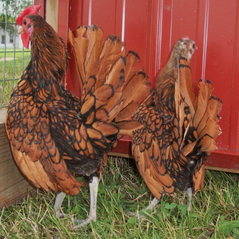 Golden Sebright Bantams