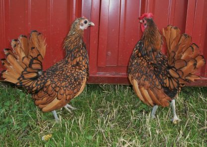 Golden Sebright Bantams