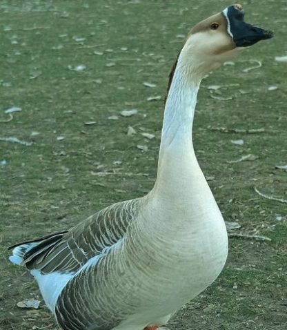 African Geese -3992