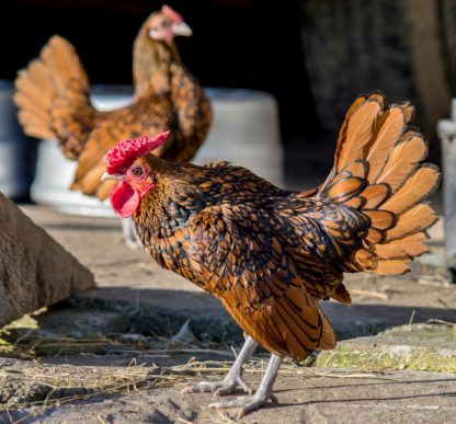 Golden Sebright Bantams