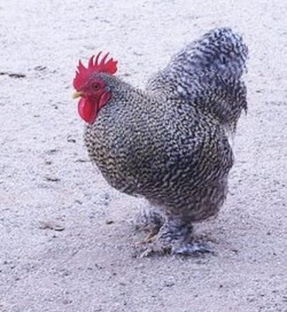 Barred Cochin Standard Chickens