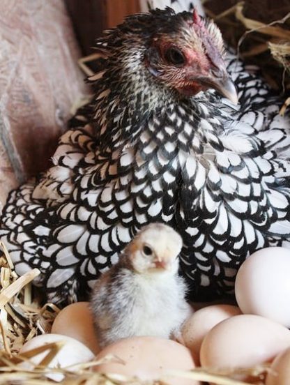 Silver Sebright Bantam