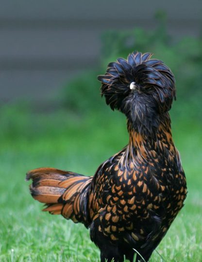 Golden Laced Polish Chicken