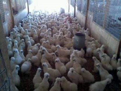 White Silkie Bantams