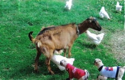 Runner Up I was trying to take pictures of our new goat kids when this White Rock hen decided to be a comedian! Sharon, Granite Falls, MN