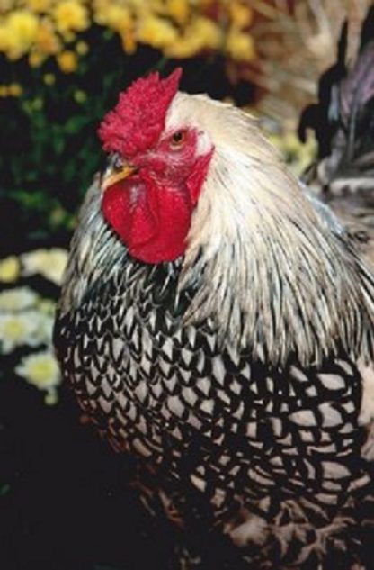 2011 Runner Up To Cackle Hatchery®. We hope you enjoy these pictures of our chickens we bought from you. "Rooster Cogburn", . Jim & Judy, Roscoe,IL.