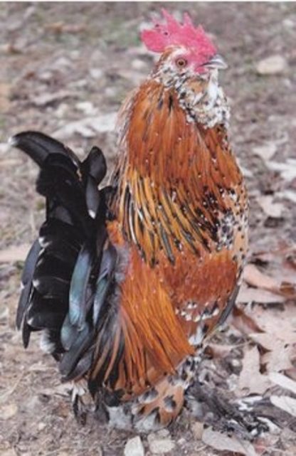 Mille Fleur D'uccle Bantam