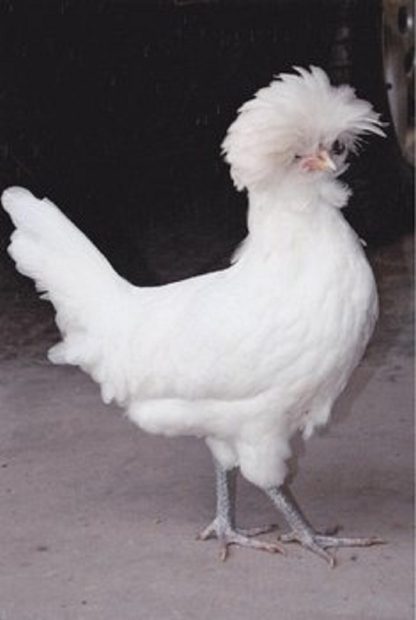 2011 Runner Up White Crested Polish Hen