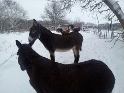 “Hi Cackle Hatchery®, We bought red jungle fowl from you back in 2009. They are best friends with my donkeys and stay close to each other protecting each other from predators each trip to the river for water. Thought you might like the photo. Jim 2013