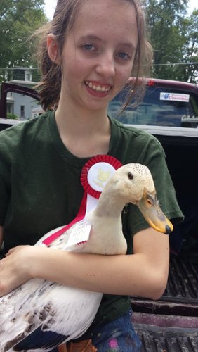 Kayleigh holding a Welsh Harlequin duck hen from cackle and her Ribbon