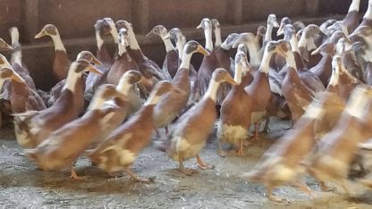 Fawn and White Runner Ducks