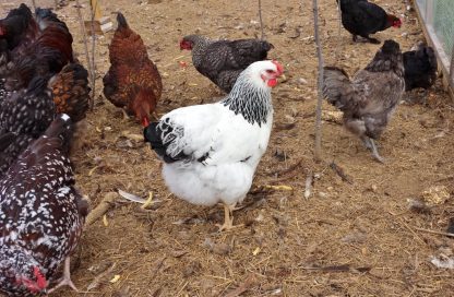 Columbian Wyandotte Chicken