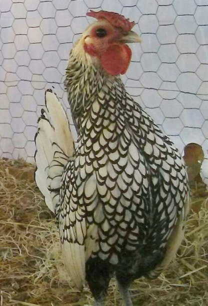 Silver Sebright Bantam