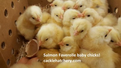 Salmon Faverolle Chickens