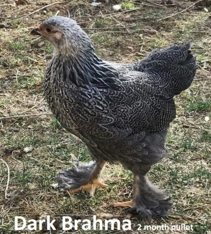 Dark Brahma Chicken