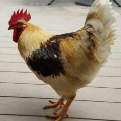 Golden Comet Rooster