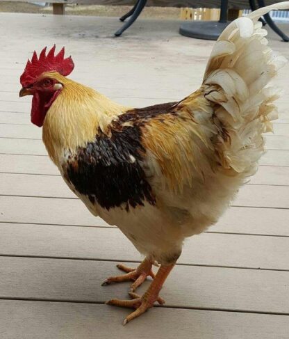 Golden Comet Rooster