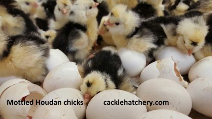 Mottled Houdan Chicks