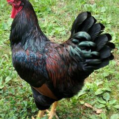 Barnevelder Rooster Chicken
