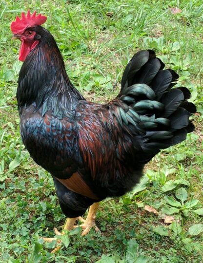 Barnevelder Rooster Chicken