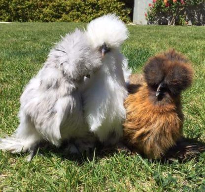 Silkie Bantam Special