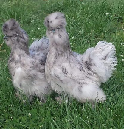 Splash Silkie Bantams