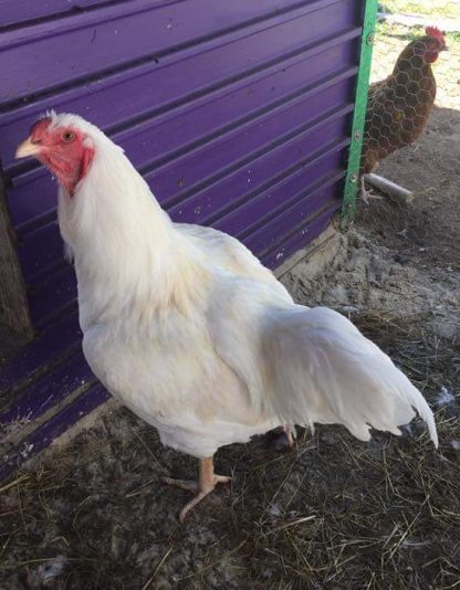 White Chantecler Chicken