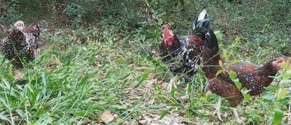 Speckled Sussex Chicken