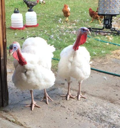 White Broad Breasted Turkeys