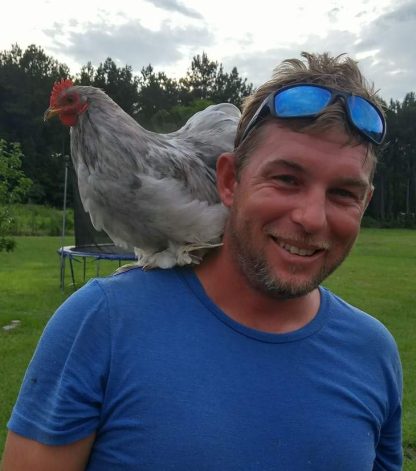 Blue Cochin Bantam Chicken