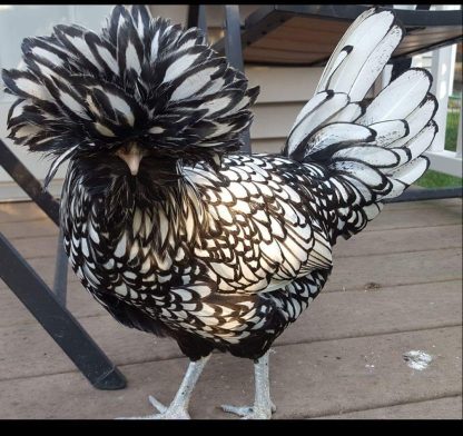 Silver Laced Polish Chicken