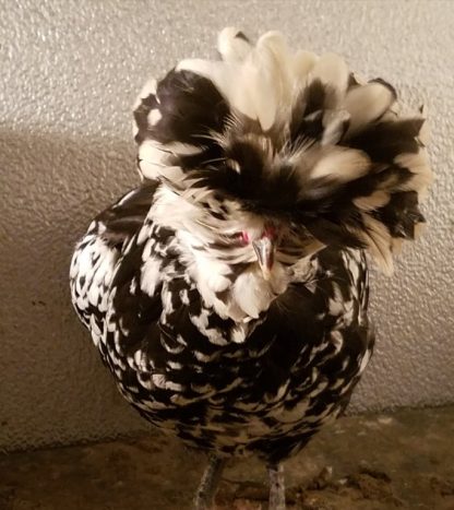 Mottled Houdan Chicken