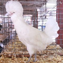 White Polish Chicken