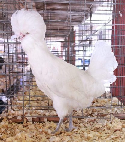 White Polish Chicken