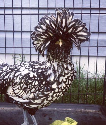 Silver Laced Polish Chicken