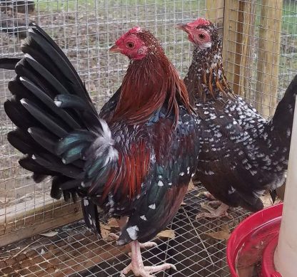 Old Spangled Old English Game Bantam