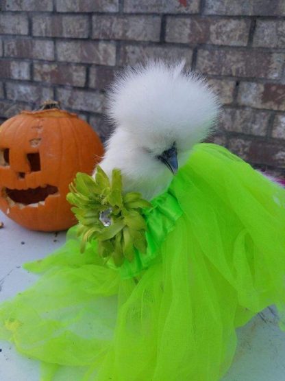 White Silkie Bantam