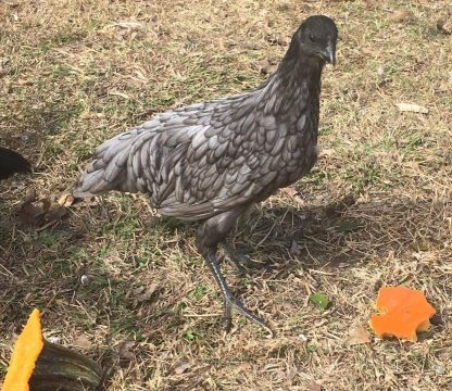 Blue Sumatra Chicken