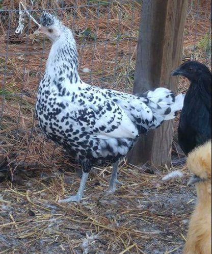 Silver Spangled Appenzeller Spitzhauben Chicken