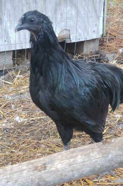 Black Sumatra Chicken