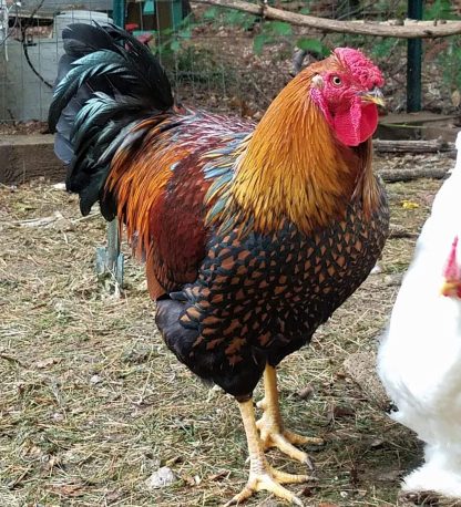 Black Laced Golden Wyandotte Chicken