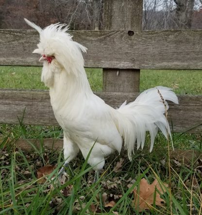 White Polish Chicken