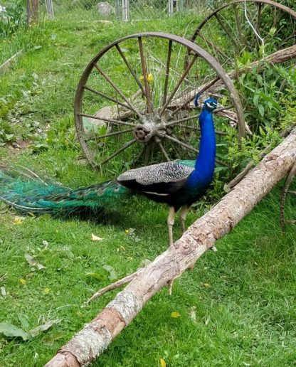 India Blue Peafowl