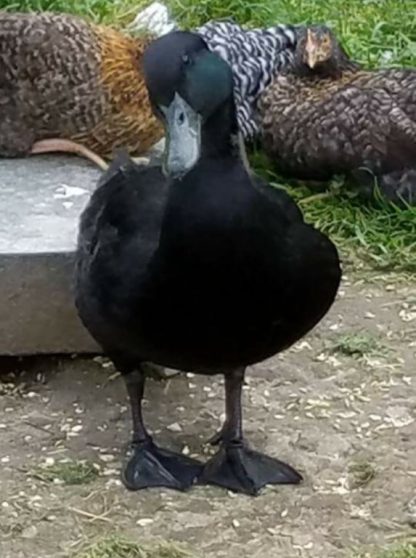 Cayuga Duck