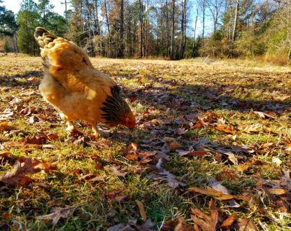 Buff Brahma Chickens