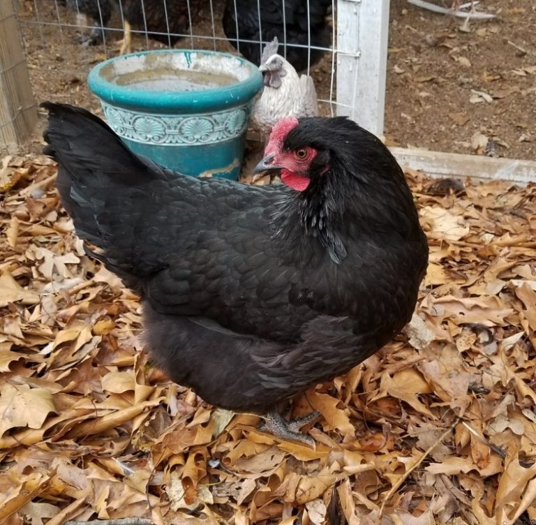 Black Australorp Chicken